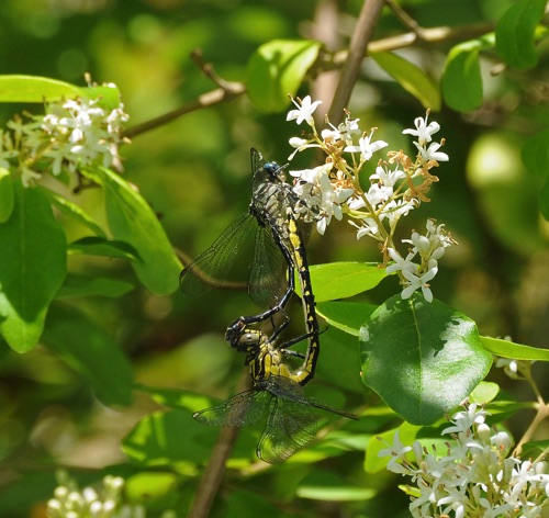 Pair in copula
2010_05_19_Chattooga